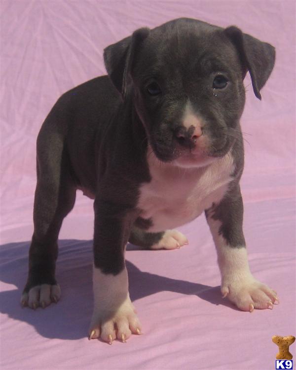 American Pit Bull Puppies for Sale